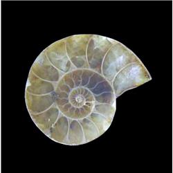 23.31ct Opalized Prehistoric Ammonite Jewelry Cut Half (GEM-20491)