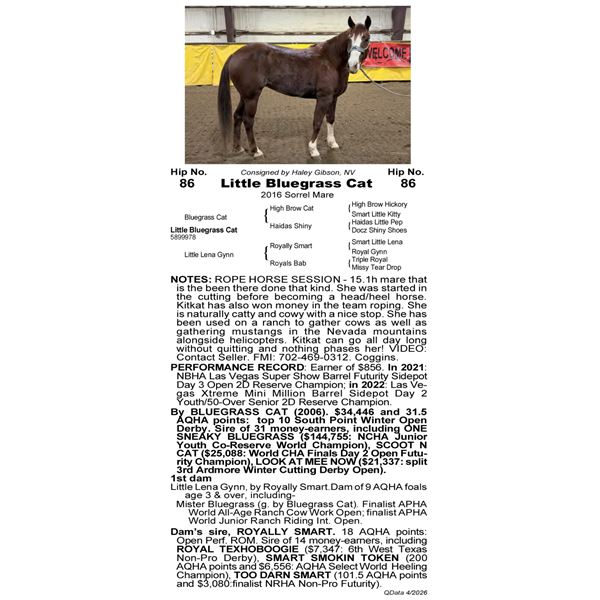 Little Bluegrass Cat