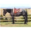 Image 7 : Colt