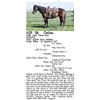 Image 1 : DQH Chex Olena Guy