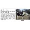 Image 1 : Gypsy