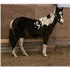 Image 2 : American West Playboy