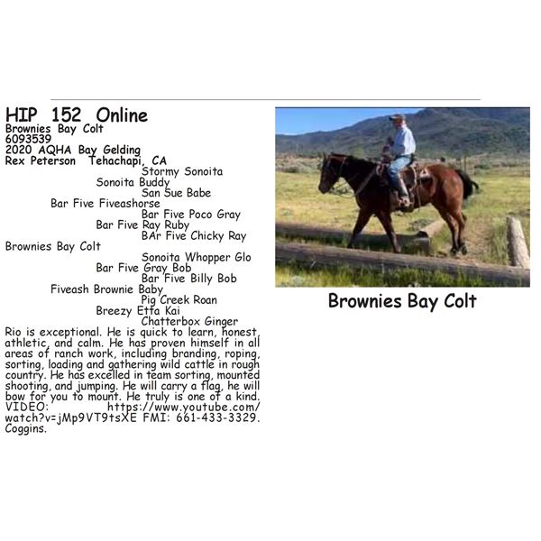 Brownies Bay Colt
