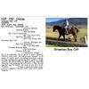 Image 1 : Brownies Bay Colt
