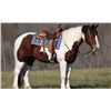 Image 7 : Remington