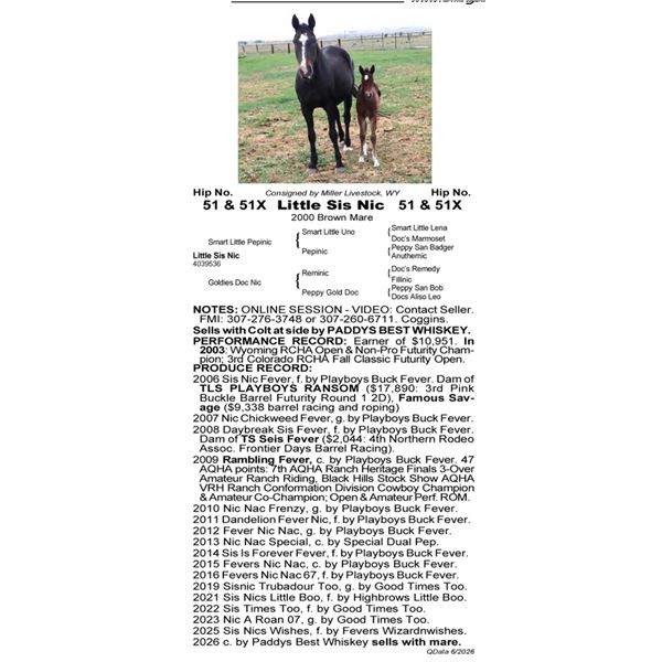 Little Sis Nic - 51 51X SELLS WITH FOAL ON SIDE