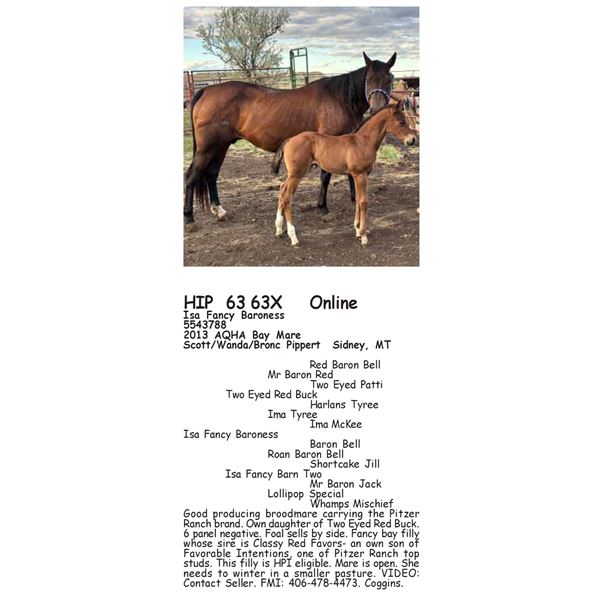 Isa Fancy Baroness - 63 63X SELLS WITH FOAL ON SIDE