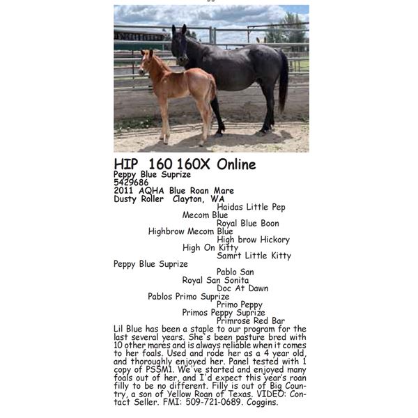 Peppy Blue Suprize - 160 160X SELLS WITH FILLY ON SIDE