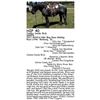 Image 1 : Candys Dandy BLQ