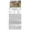 Image 1 : Miss Red Heifer