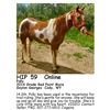Image 1 : Polly