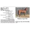 Image 1 : Playboys Cajun Man