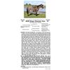 Image 1 : RCD Guys Classic Cat