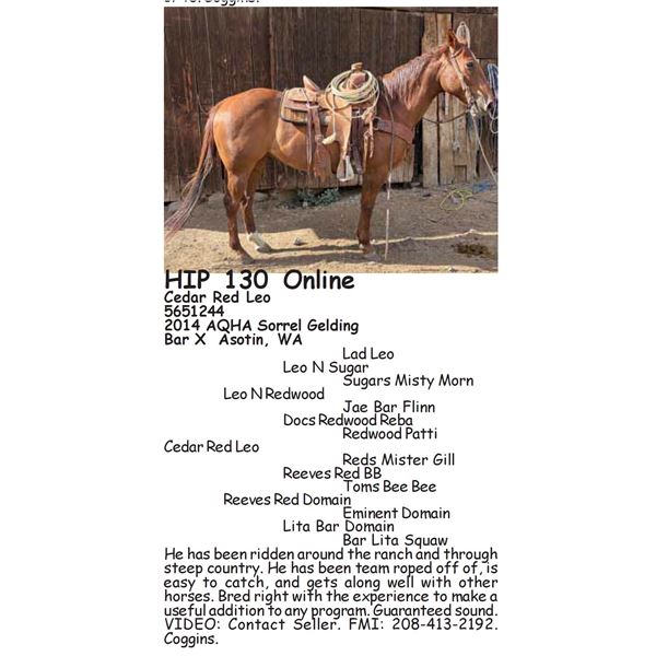 Cedar Red Leo