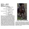 Image 1 : Jags Cajun Frenchman
