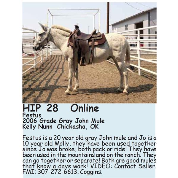Festus - SELLS CHOICE WITH 29