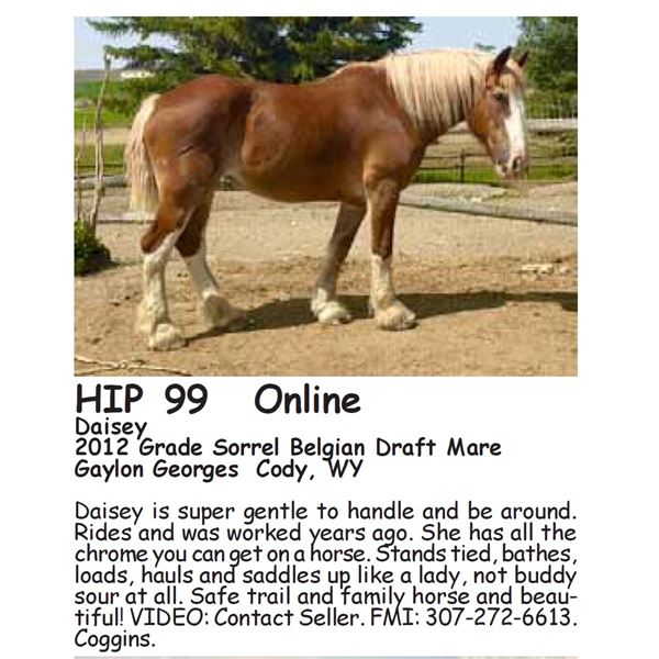Daisey