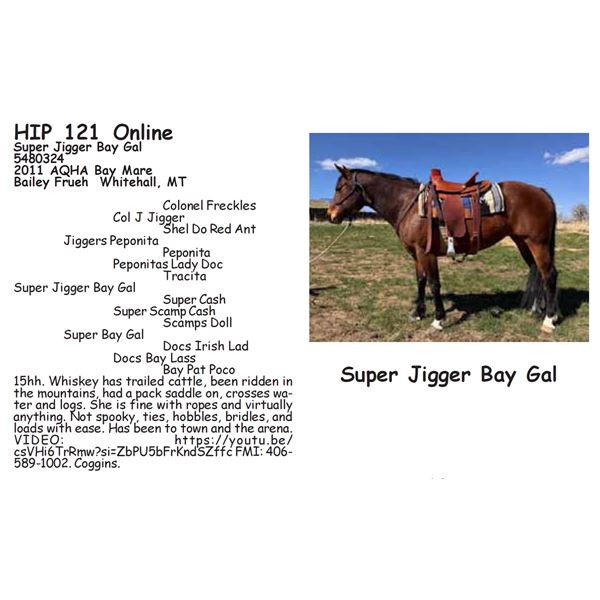 Super Jigger Bay Gal