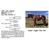 Image 1 : Super Jigger Bay Gal