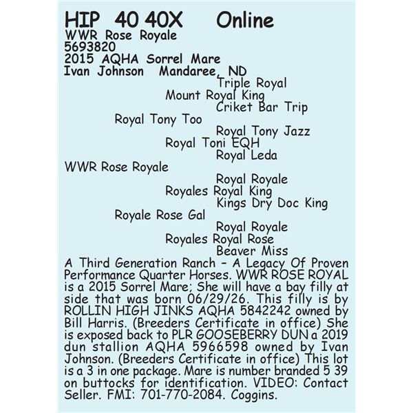 WWR Rose Royale - SELLS WITH FOAL