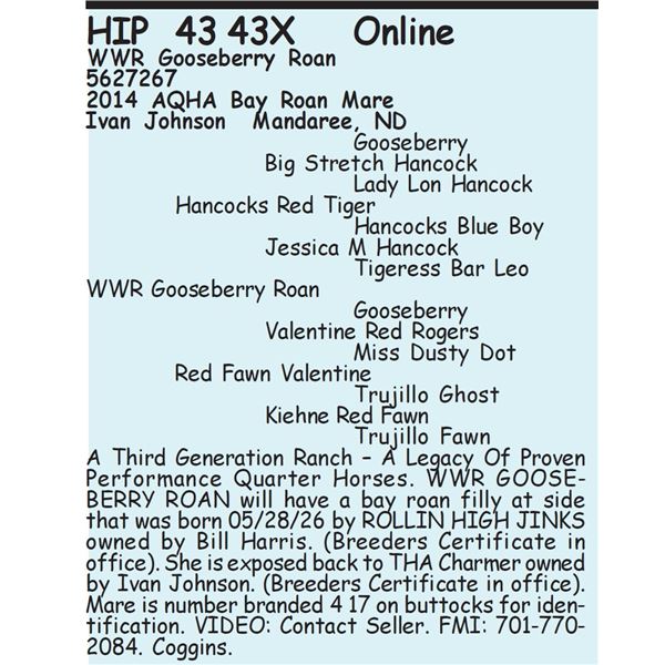 WWR Gooseberry Roan - SELLS WITH FOAL