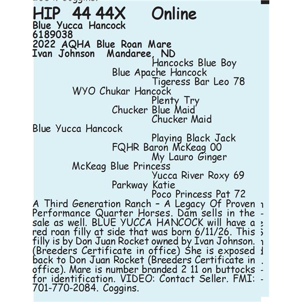 Blue Yucca Hancock - SELLS WITH FOAL