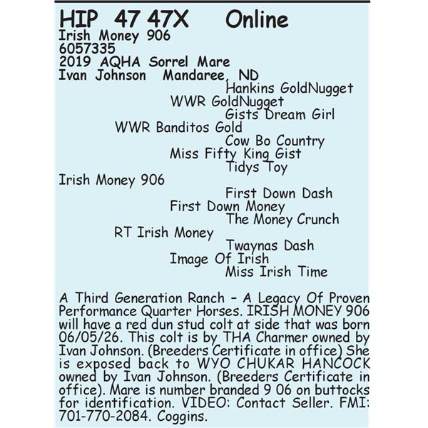 Irish Money 906 - SELLS WITH FOAL