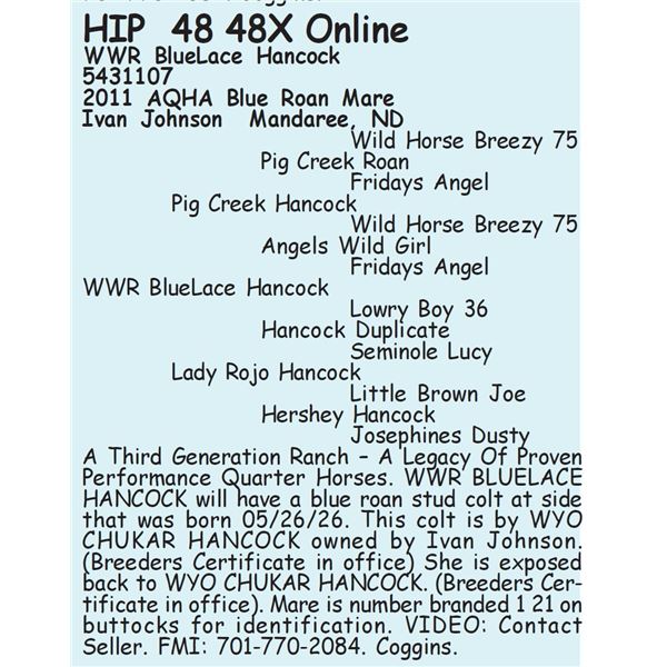 WWR BlueLace Hancock - SELLS WITH FOAL
