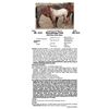 Image 1 : Steaking Fish - SELLS WITH FOAL