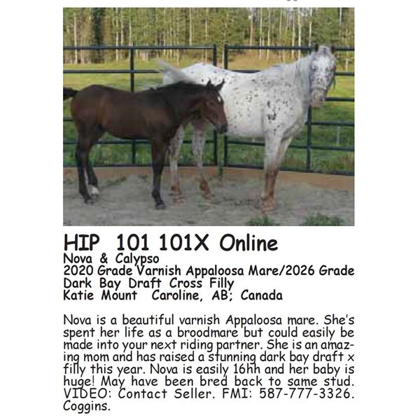 Nova & Calypso - SELLS WITH FOAL ON SIDE