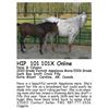 Image 1 : Nova & Calypso - SELLS WITH FOAL ON SIDE