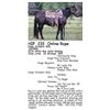 Image 1 : Kings Streakin Billy