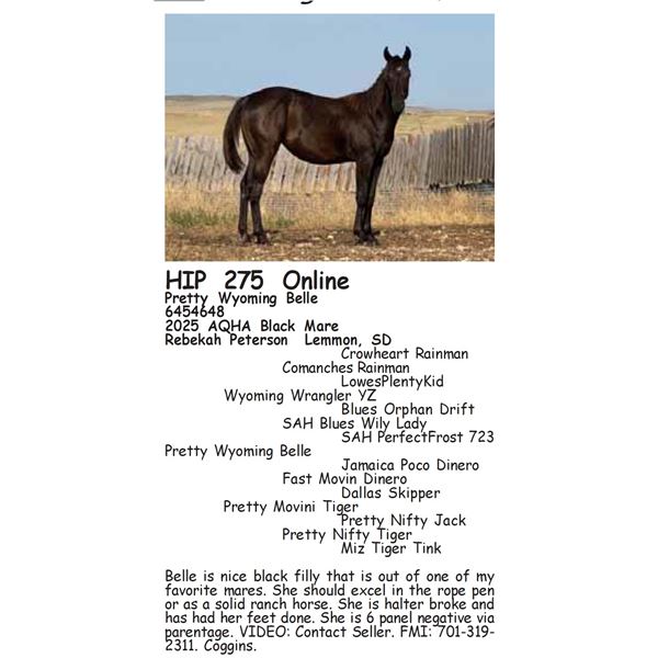 Pretty Wyoming Belle
