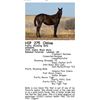 Image 1 : Pretty Wyoming Belle