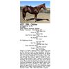 Image 1 : SK Highbrow Arrow