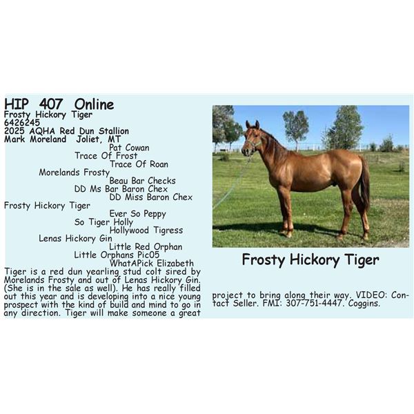 Frosty Hickory Tiger