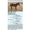 Image 1 : AQHA PENDING