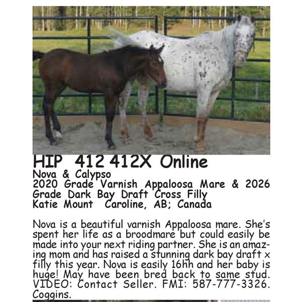 Nova & Calypso - FOAL SELLS WITH MARE