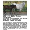 Image 1 : Nova & Calypso - FOAL SELLS WITH MARE
