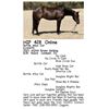 Image 1 : Bottle Allys Cat