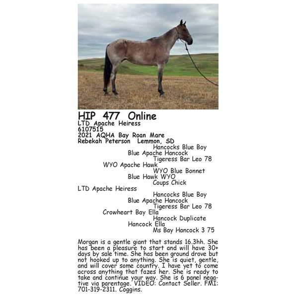 LTD Apache Heiress