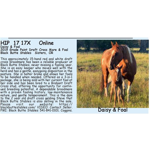 Daisy & Foal - 1x the $!