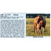Image 1 : Daisy & Foal - 1x the $!