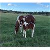 Image 2 : Daisy & Foal - 1x the $!