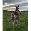 Image 3 : Daisy & Foal - 1x the $!