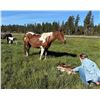 Image 4 : Daisy & Foal - 1x the $!