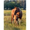 Image 5 : Daisy & Foal - 1x the $!
