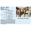 Image 1 : WP Crossin The Cajun