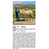 Image 1 : Concho