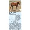 Image 1 : Might Red Hickory